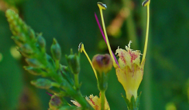 Collinsonia canadensis